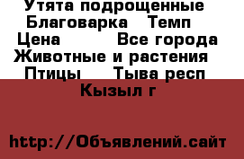 Утята подрощенные “Благоварка“,“Темп“ › Цена ­ 100 - Все города Животные и растения » Птицы   . Тыва респ.,Кызыл г.